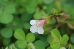 Torenia polygonoides