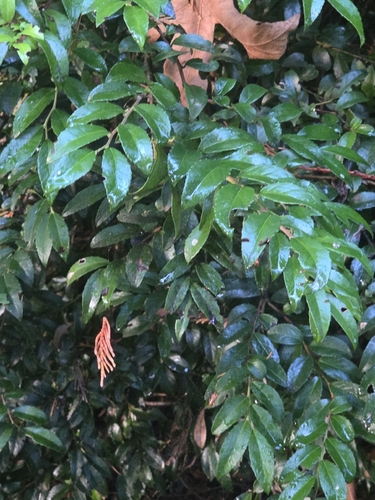 Vaccinium observed 2026-10-28