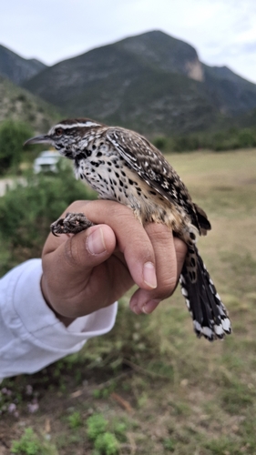 Campylorhynchus brunneicapillus, 2026-10-28