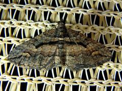 Chrysolarentia plagiocausta