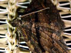 Chrysolarentia plagiocausta