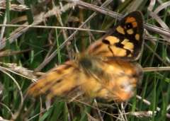 Heteronympha penelope penelope