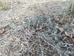 Antimima microphylla