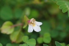 Torenia polygonoides
