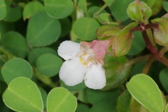 Torenia polygonoides