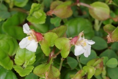 Torenia polygonoides