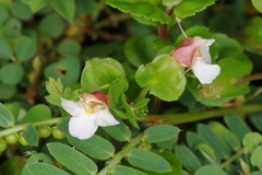 Torenia polygonoides