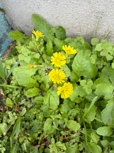 Youngia japonica observed 2026-10-28