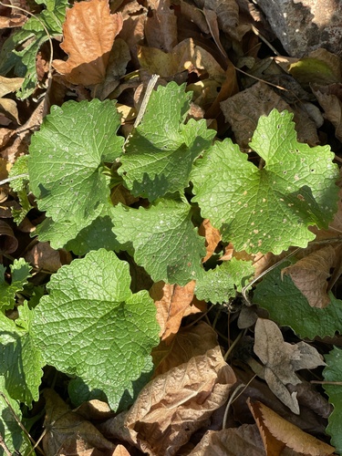 Alliaria petiolata observed 2026-10-28