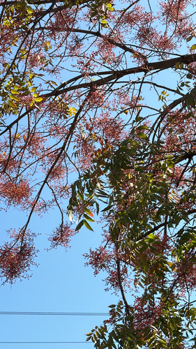 Pistacia chinensis observed 2026-10-28
