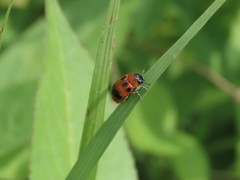 Coptocephala pallens