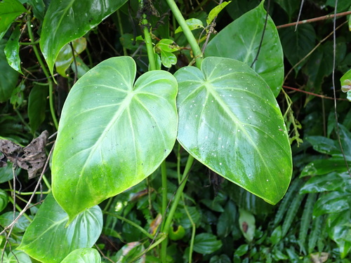 Philodendron observed 2026-10-27