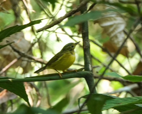 Green-crowned Warbler (Phylloscopus burkii), photo 6