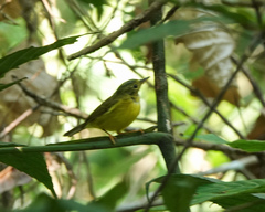Phylloscopus burkii