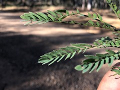 Acacia deanei