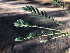 Acacia deanei