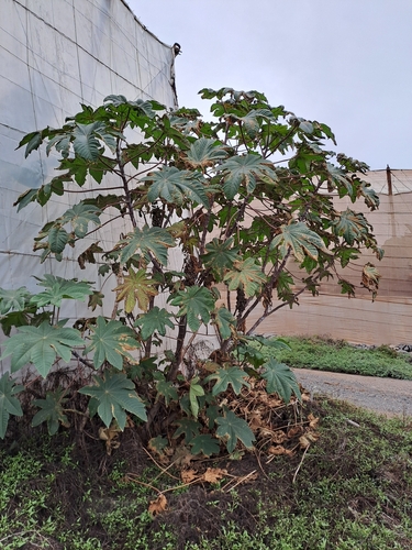 Ricinus communis observed 2026-10-28