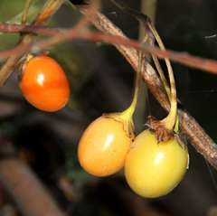 Solanum laciniatum