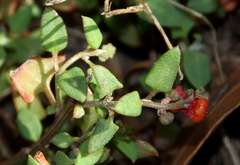 Chenopodium nutans nutans