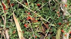 Chenopodium nutans nutans