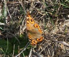 Junonia villida calybe