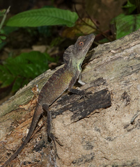 Ptyctolaemus gularis