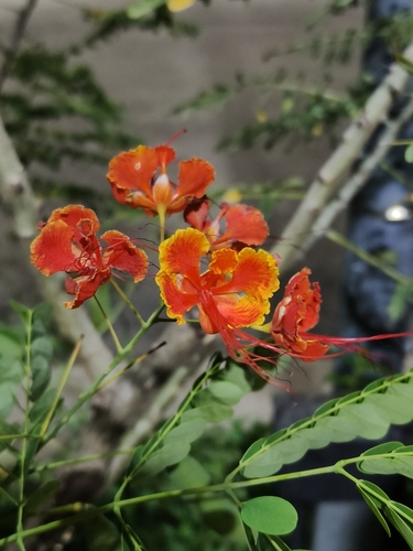 Caesalpinia observed 2026-10-28
