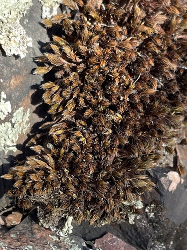 Polytrichum piliferum observed 2026-10-28