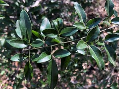 Jasminum didymum racemosum