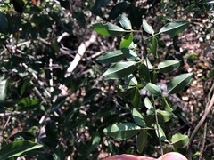 Jasminum didymum racemosum