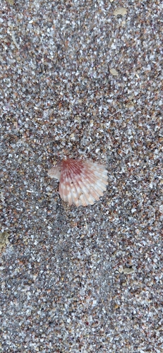 Pecten observed 2026-10-28