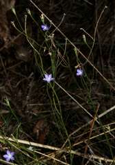 Wahlenbergia multicaulis