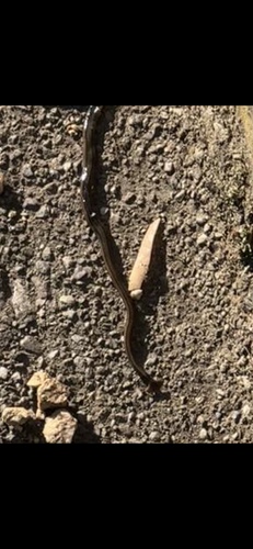 Bipalium kewense observed 2026-10-28