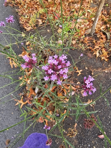 Verbena bonariensis observed 2026-10-27