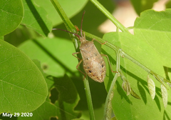 Homoeocerus dilatatus