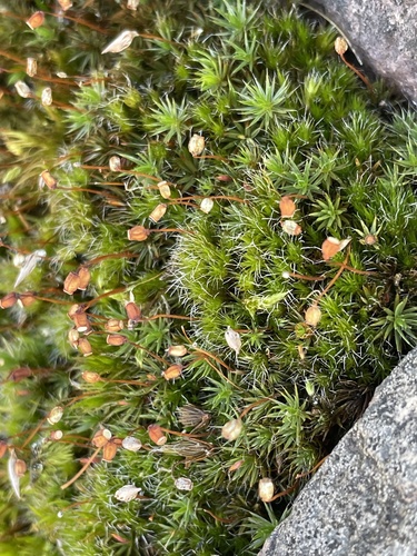Polytrichum piliferum observed 2026-10-28