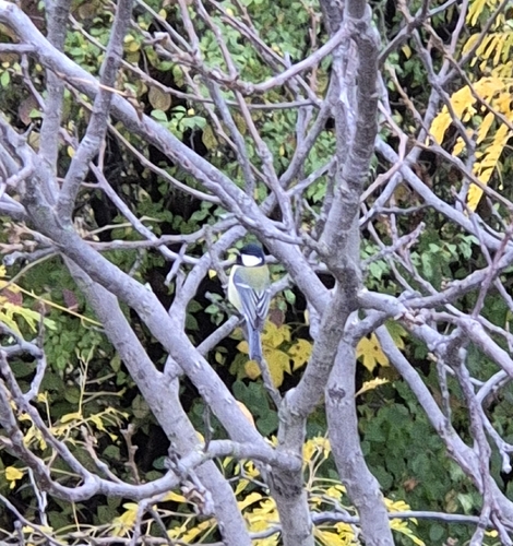 Parus major observed 2026-10-28