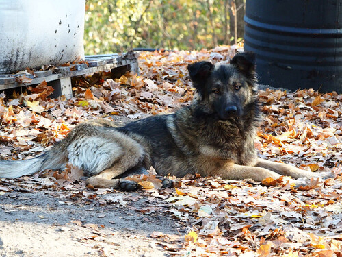 Canis lupus observed 2026-10-28