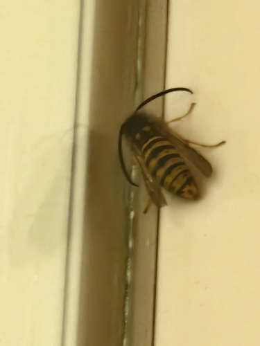 Vespula vulgaris, 2026-10-28