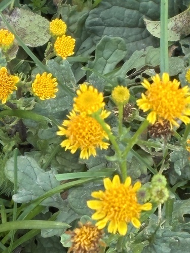 Jacobaea vulgaris observed 2026-10-28