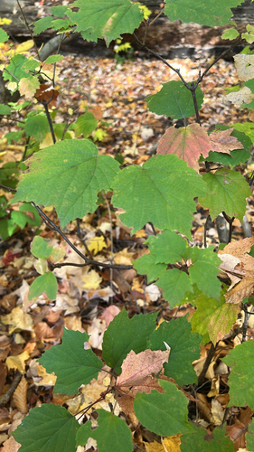 Viburnum observed 2026-10-28