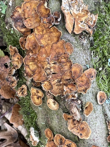 Stereum hirsutum observed 2026-10-28
