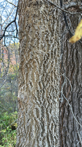 Celtis observed 2026-10-28