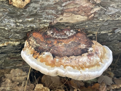 Fomitopsis pinicola observed 2026-10-28