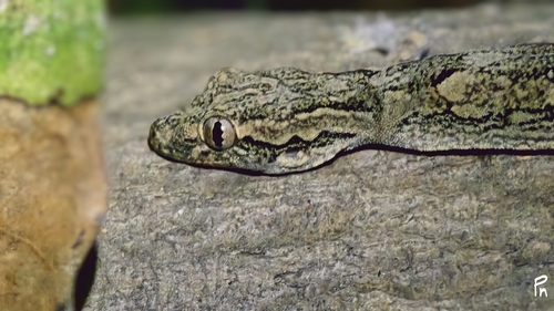 Gecko observed 2026-10-28