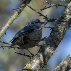 Sitta europaea caesia