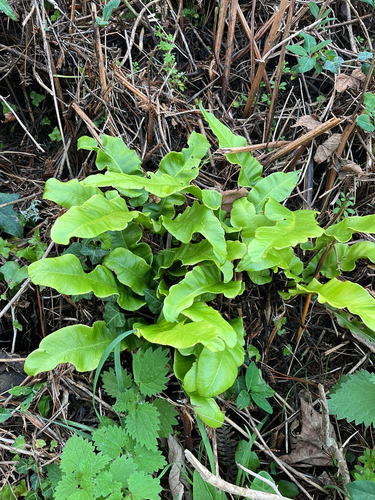 Asplenium observed 2026-10-28