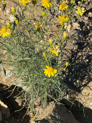 Senecio flaccidus observed 2026-10-28