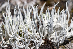 Thamnolia vermicularis vermicularis