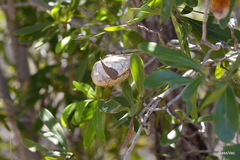 Borocera madagascariensis